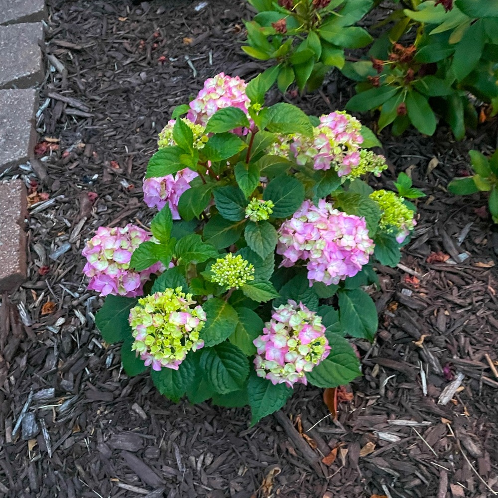 Meet your Posher, Corrine